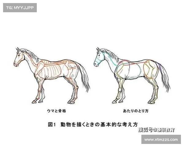 马的脚趾结构与其他动物的五大显著差异分析