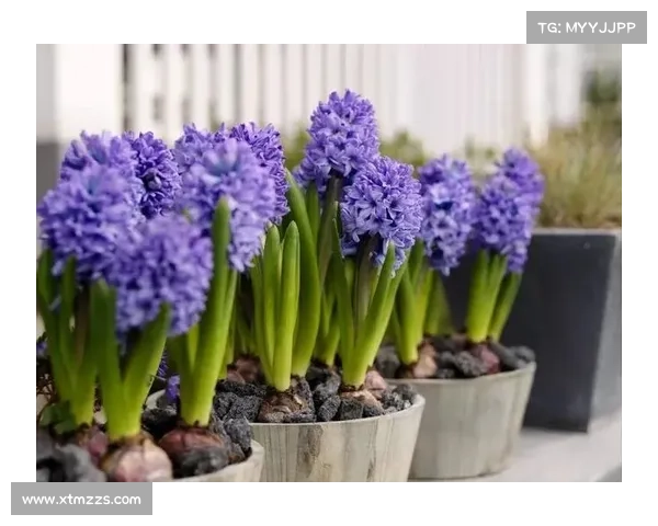 高地红石榴种植技巧与养护要点全面解析 高地红石榴种植技巧与养护要点全面解析